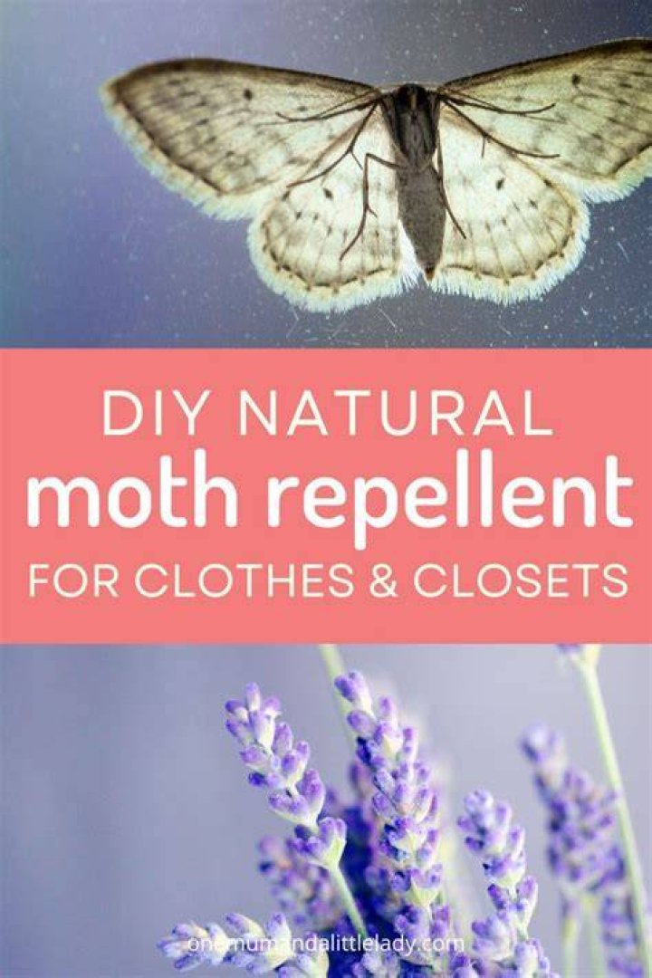 How do you make lavender moth repellent