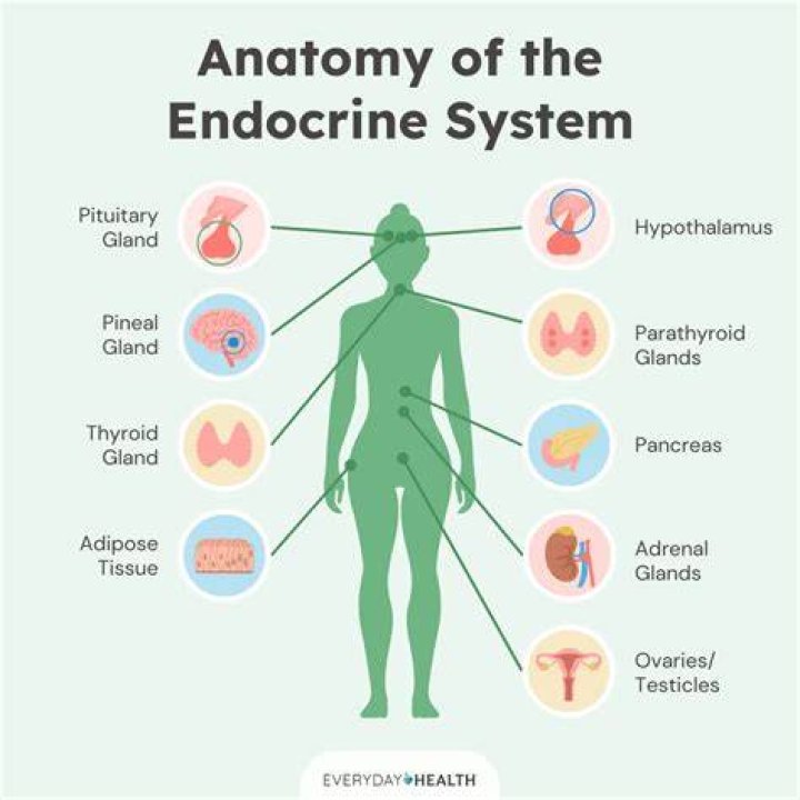 How do you measure endocrine status