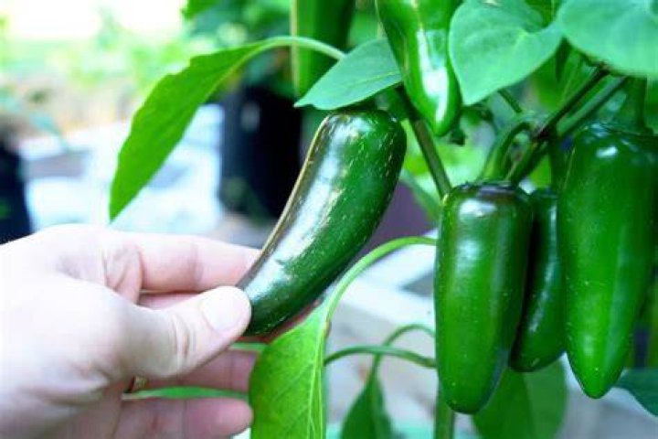 How do you pick jalapeno peppers