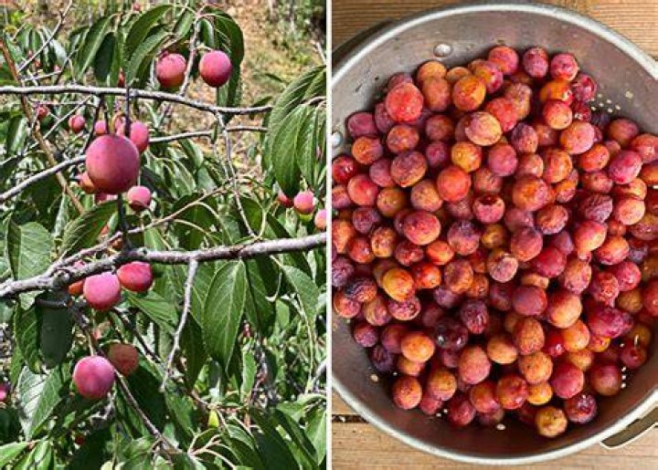 How do you pick plums that are red inside