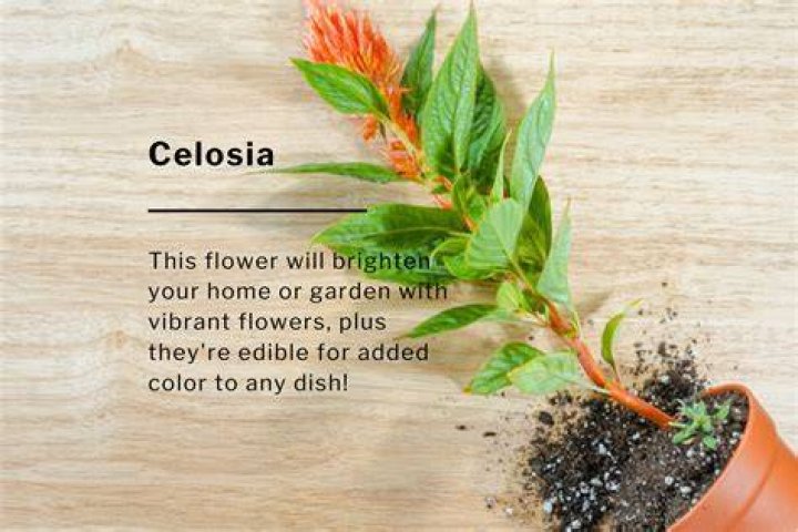 How do you pinch celosia