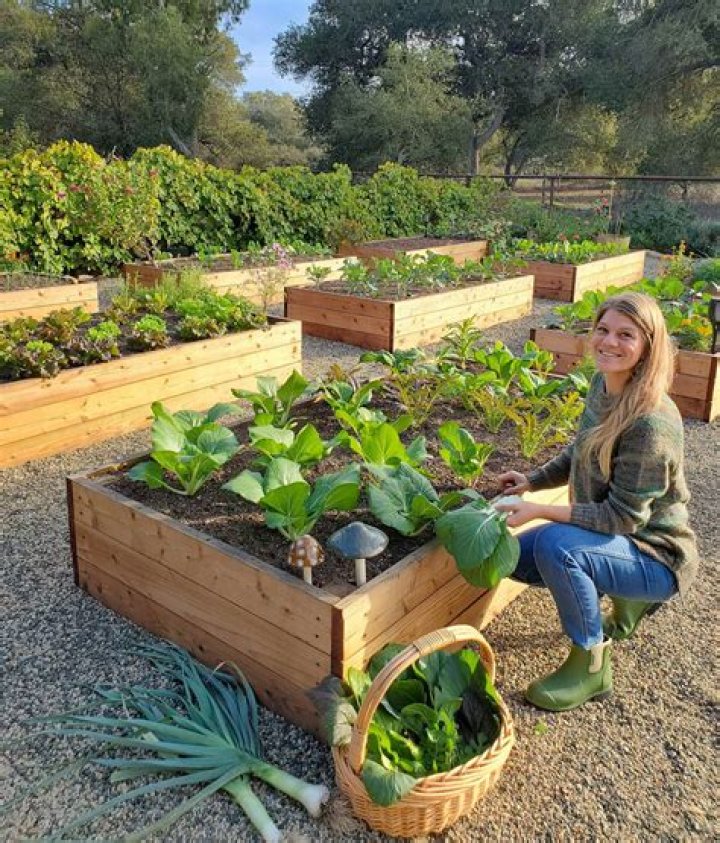 How do you plan a raised vegetable garden