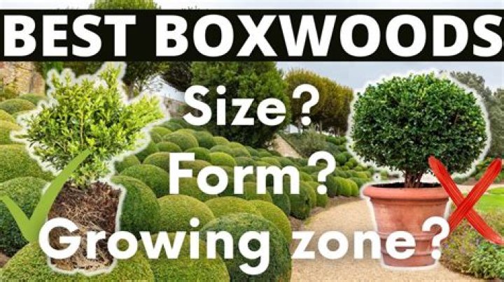 How do you plant dwarf boxwoods