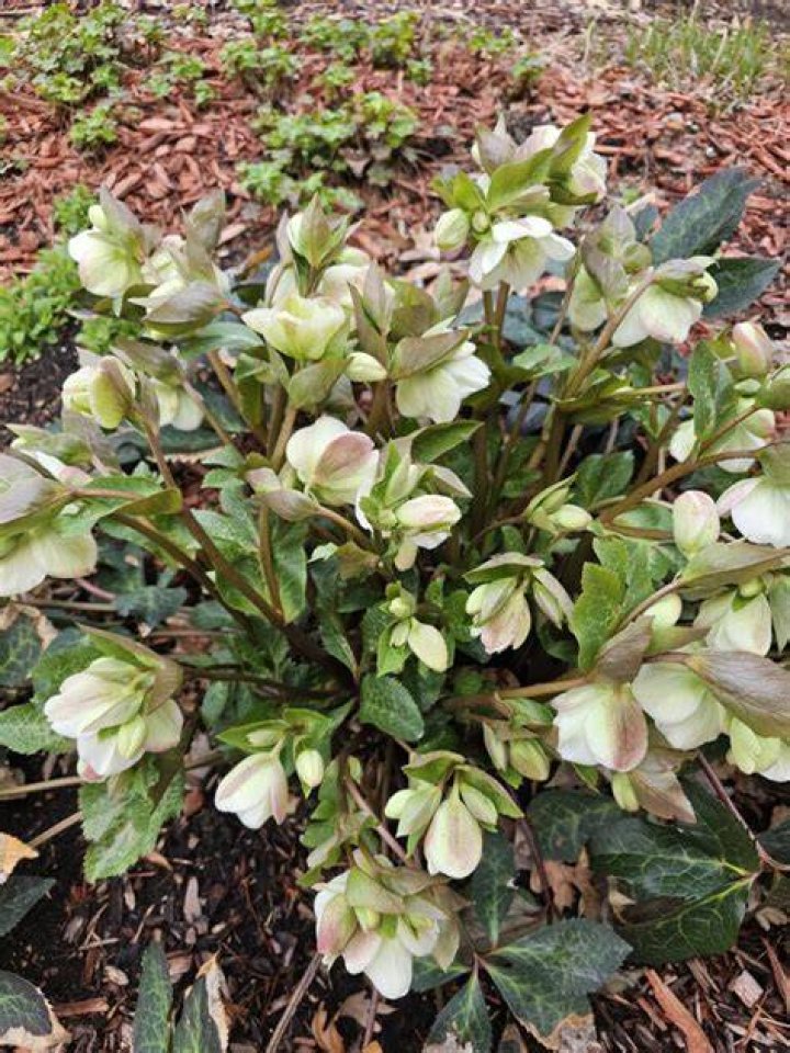 How do you plant hellebores