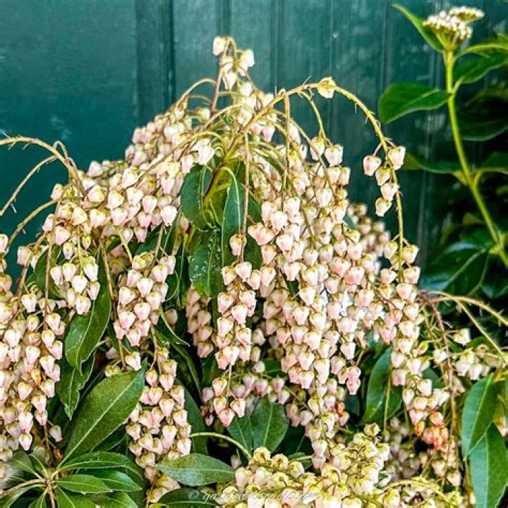 How do you plant Pieris