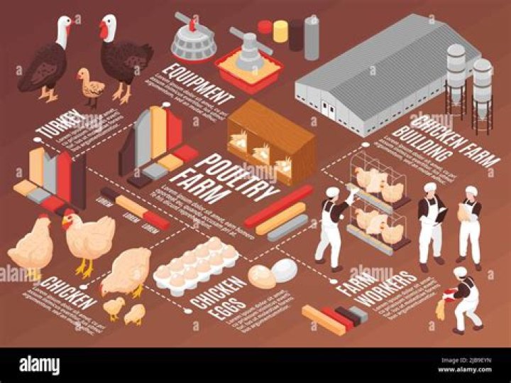 How do you prepare poultry feed