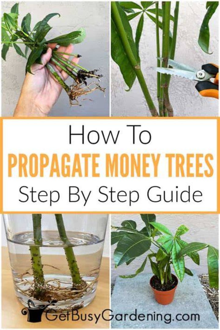 How do you propagate a guava tree
