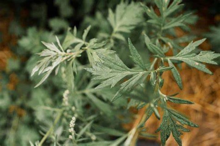 How do you propagate Artemisia