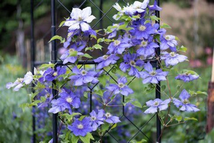 How do you propagate clematis armandii