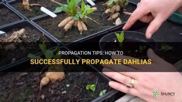How do you propagate dahlias