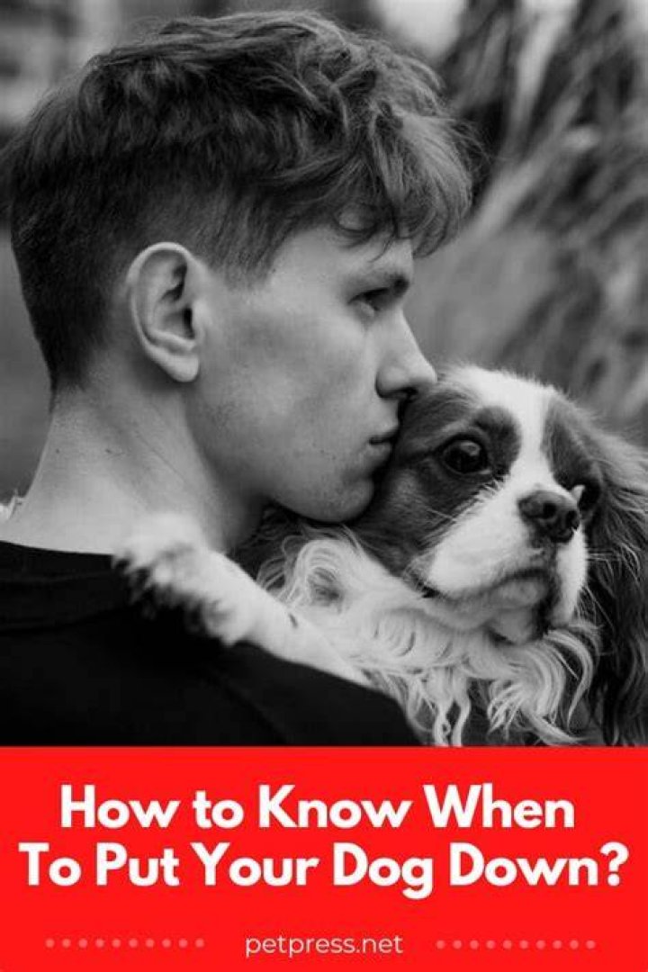 How do you properly put down a dog
