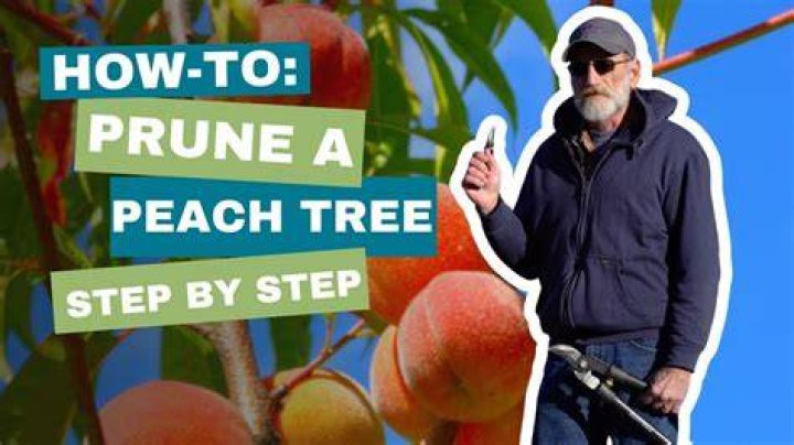How do you prune a flowering peach tree