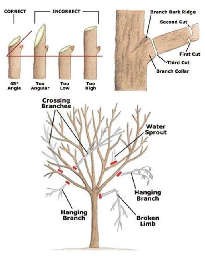 How do you prune a laburnum tree