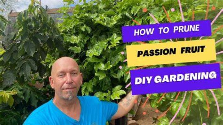 How do you prune a passionfruit vine