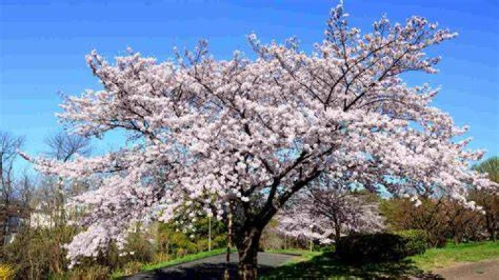 How do you prune a Yoshino cherry tree