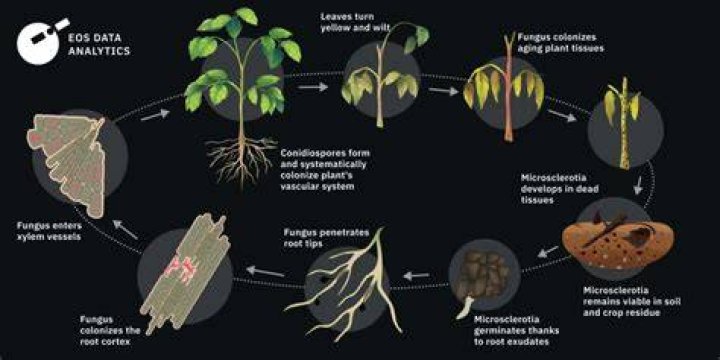How do you remove verticillium wilt from soil