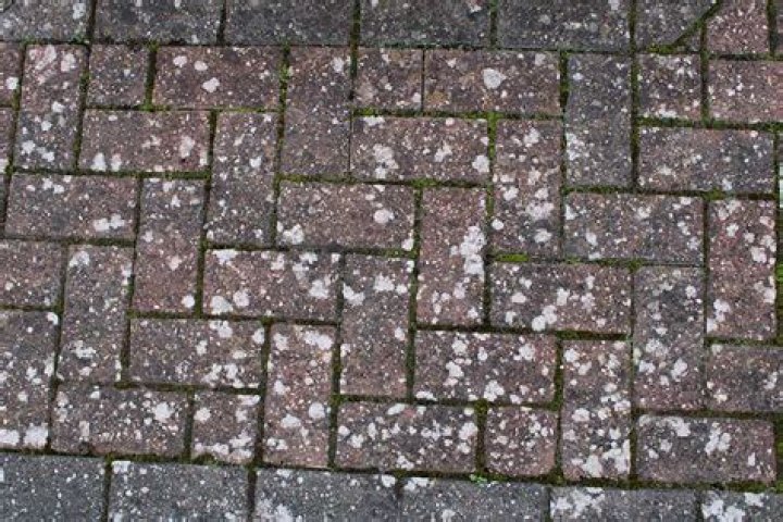 How do you remove white lichen from paving