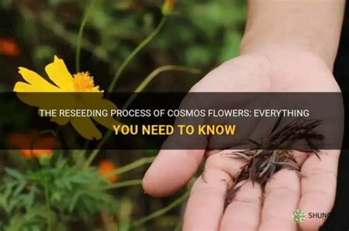 How do you reseed a flower