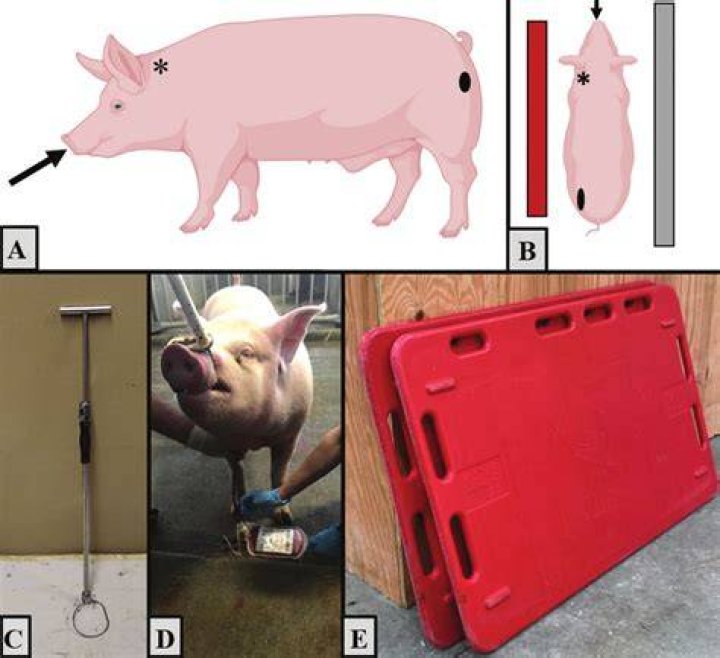 How do you restrain a pig for castration