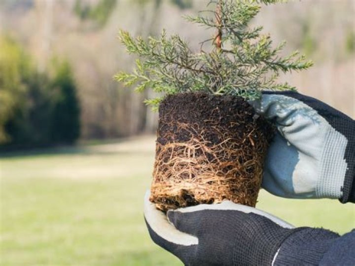 How do you revive a transplanted tree