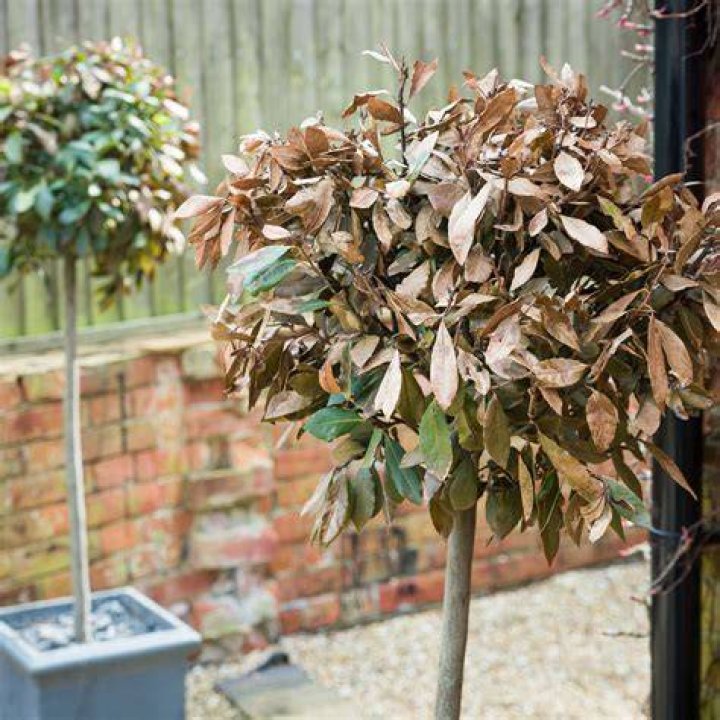 How do you revive Buddleia