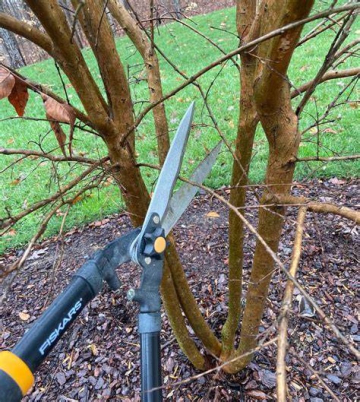 How do you root a crape myrtle branch