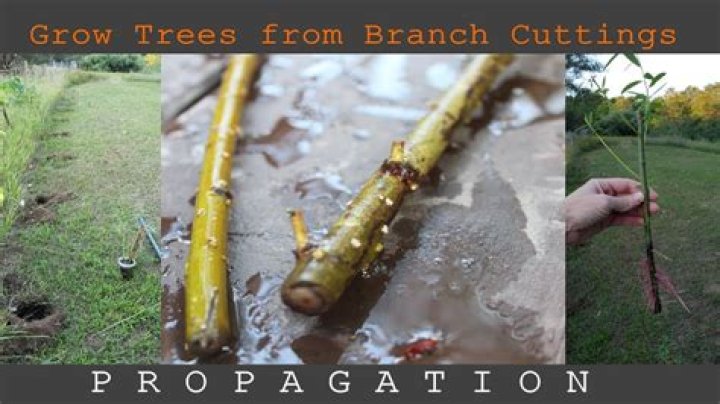 How do you root a tree branch without cutting it