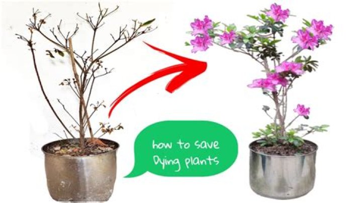 How do you save a dying begonias