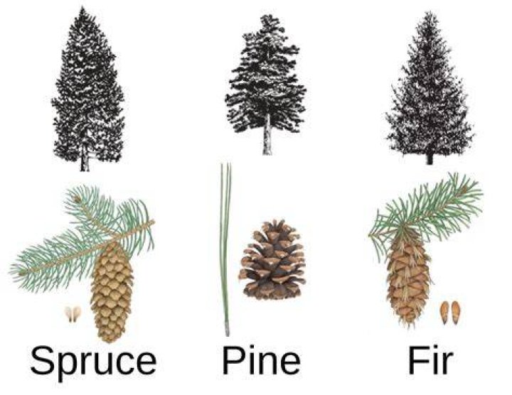 How do you secretly kill a pine tree