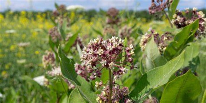 How do you stop common milkweed from spreading