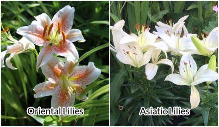 How do you stop lilies from smelling