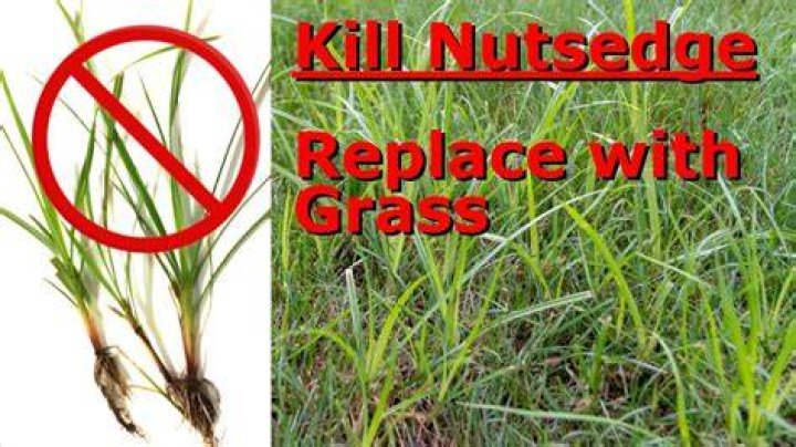 How do you stop nutsedge from growing