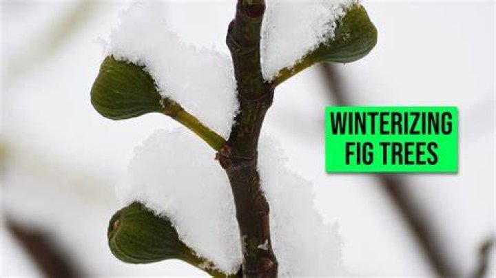 How do you store a fig tree for the winter