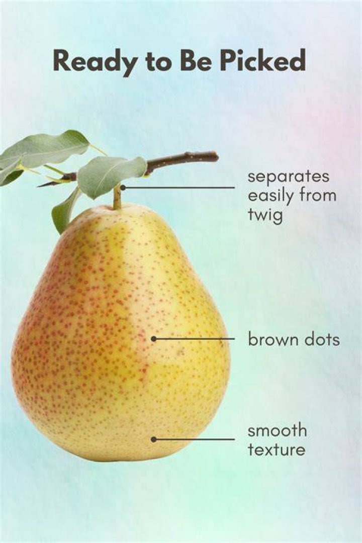 How do you store apple pears