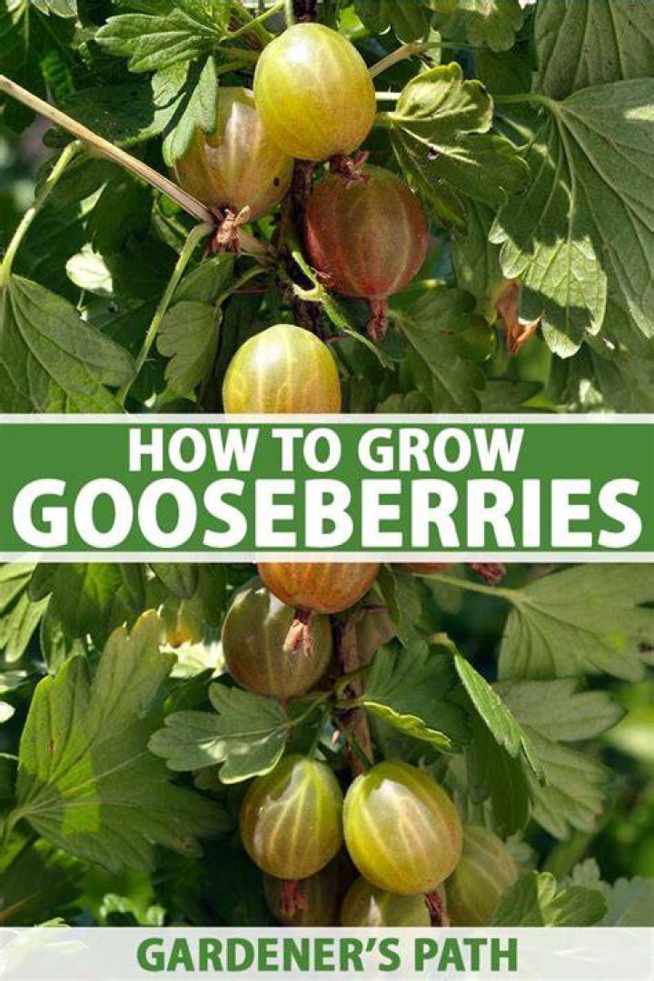 How do you train gooseberries