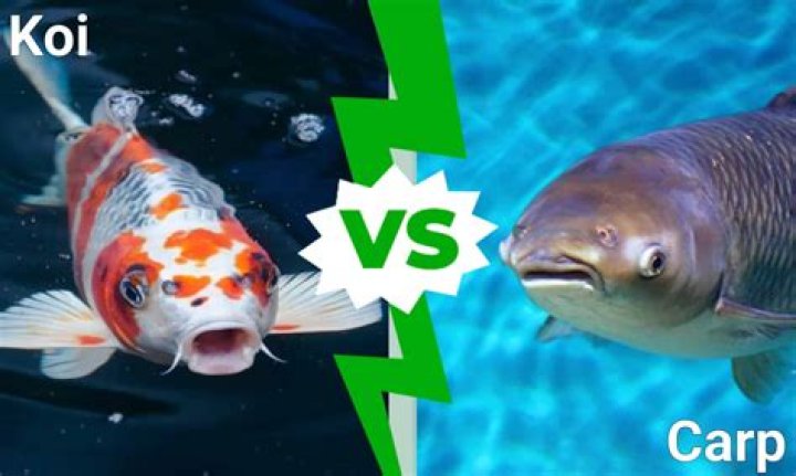How do you transport koi carp