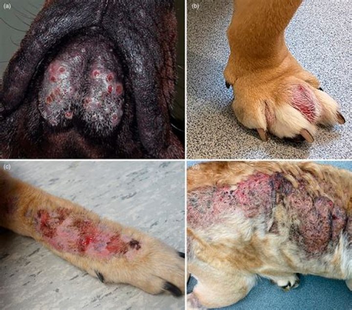 How do you treat deep pyoderma in dogs