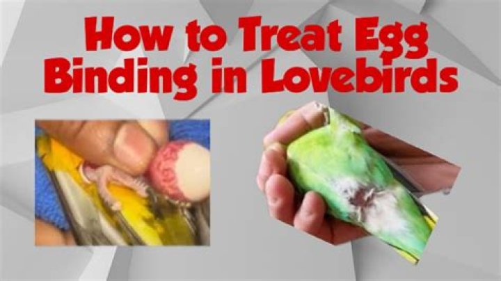 How do you treat egg binding