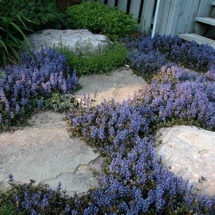 How do you trim Ajuga