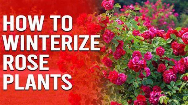 How do you winterize a cherry tree