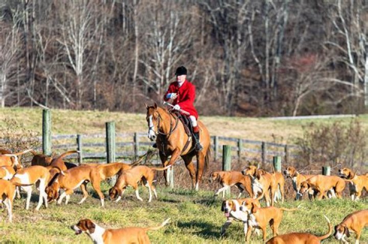 How does a fox hunt work