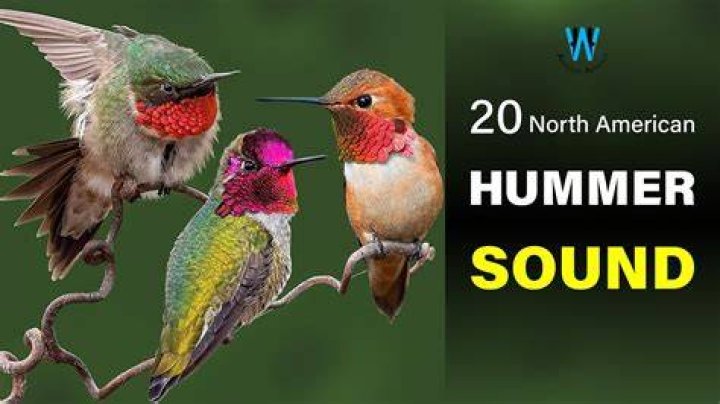How does a hummingbird make sound