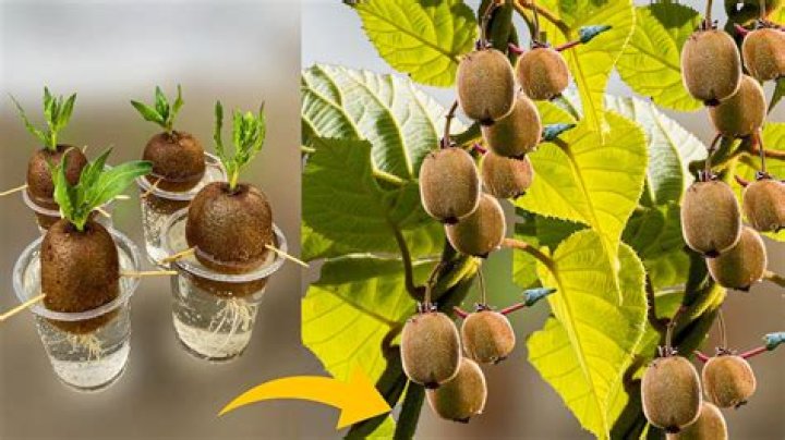 How does a kiwi grow
