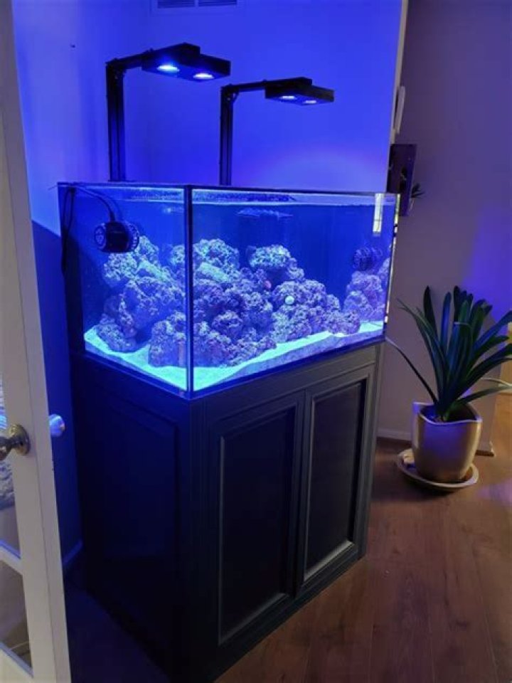How does a reef ready aquarium work