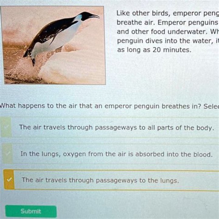 How does air move inside an emperor penguin