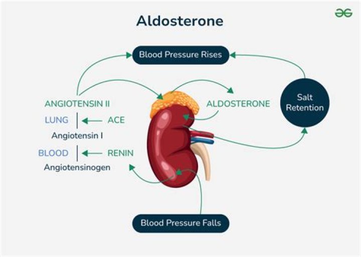 How does aldosterone enter the cell