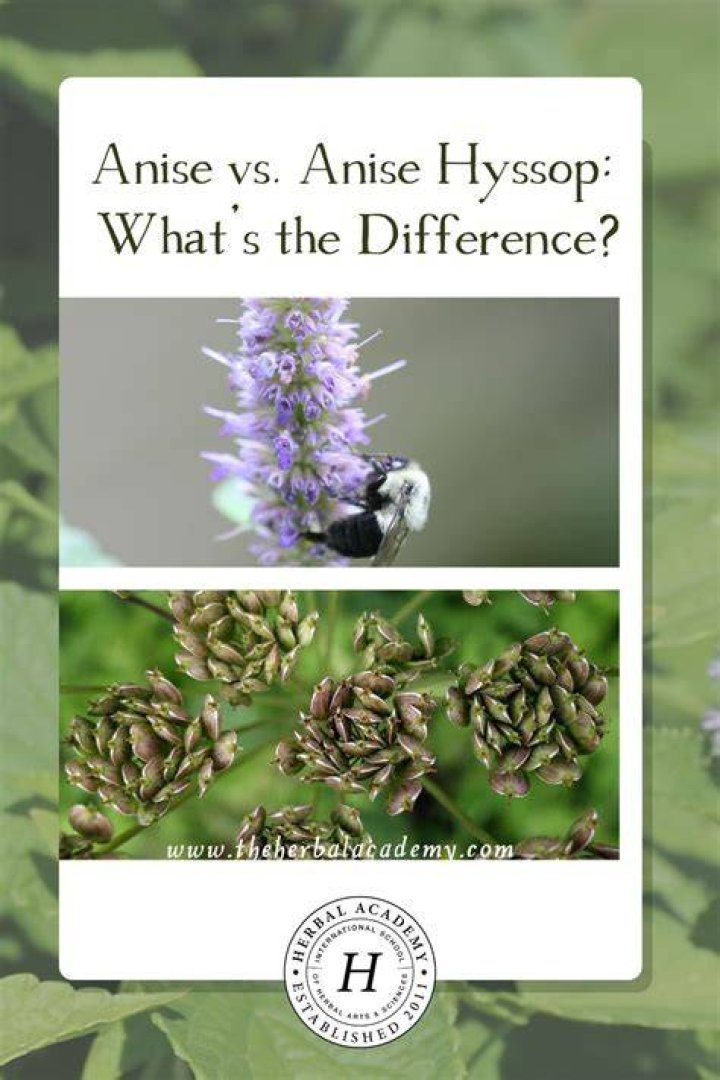 How does anise hyssop spread