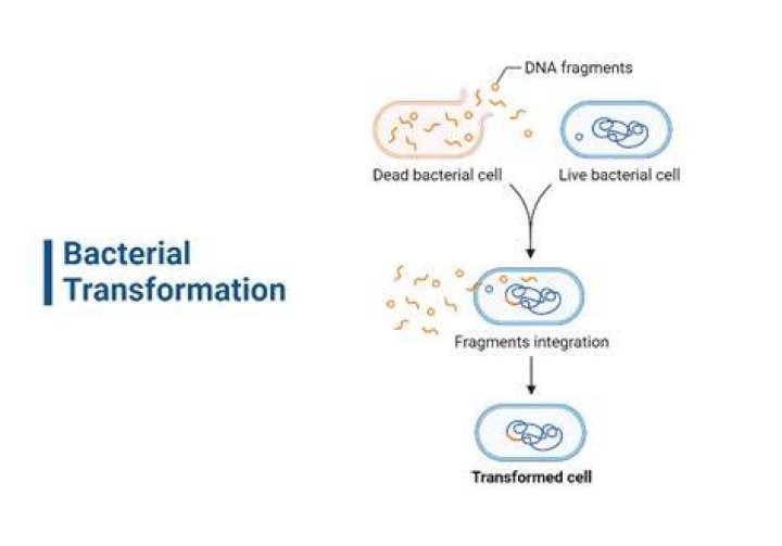 How does bacterial transformation occur