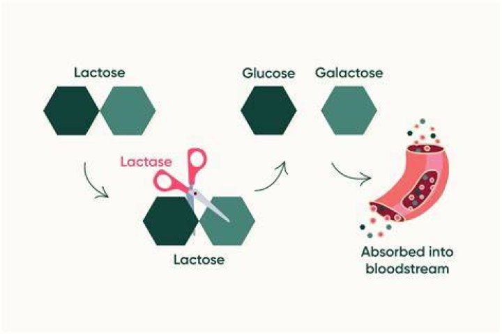 How does beta galactosidase break down lactose