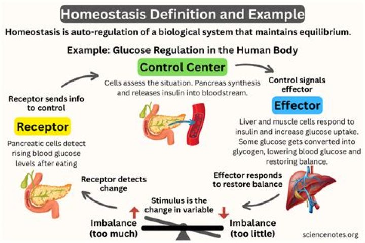 How does blood pH maintain homeostasis